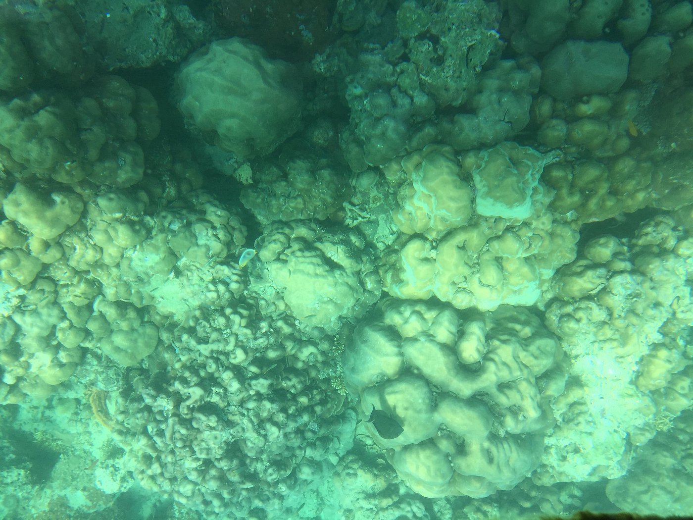 Jolly Buoy Island: Clear Water, Coral Viewing, and Protected Marine Beauty